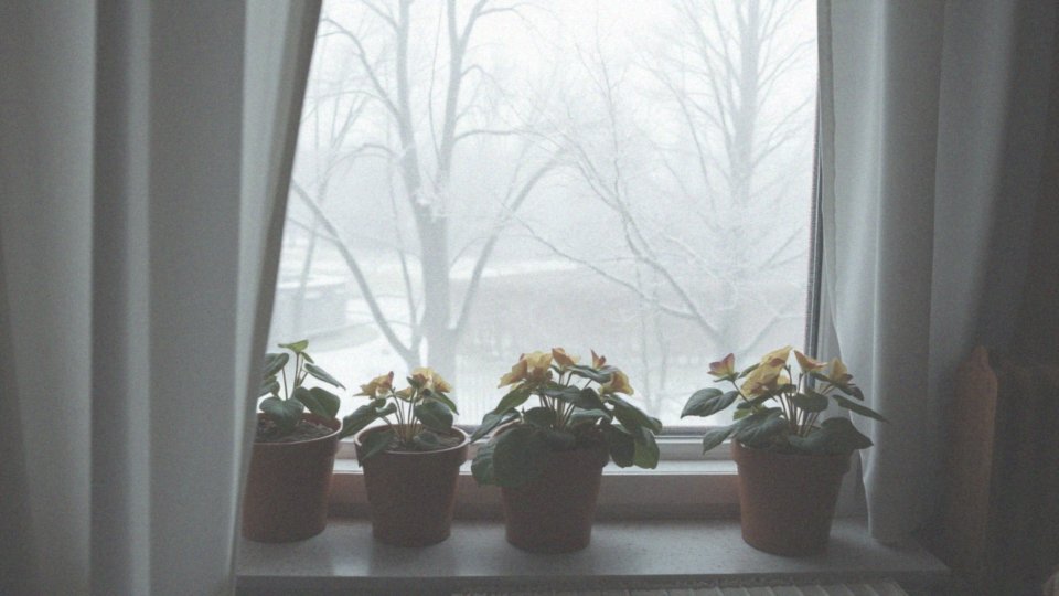 Co to jest odpowiednia temperatura dla pelargonii w zimie?