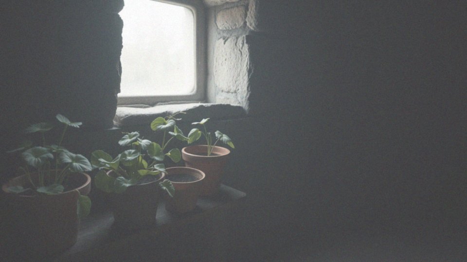Jakie pomieszczenie jest najlepsze do zimowania pelargonii?