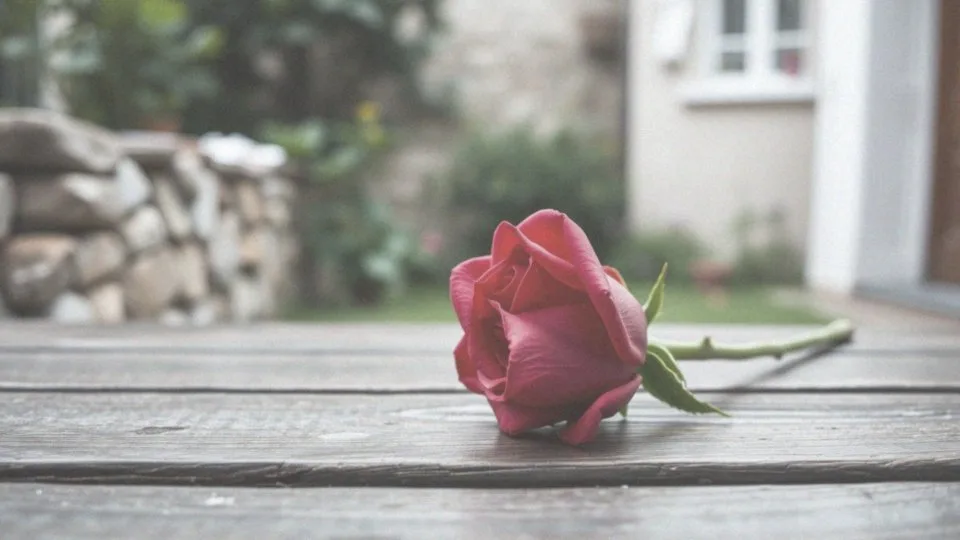 Co oznacza jedna róża? Symbolika, interpretacje i okazje